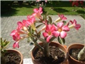 adenium